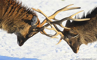 Slieve Gallion Deer In Snow Scenes December 28th 2014